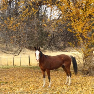 Horse, PJ Ranch