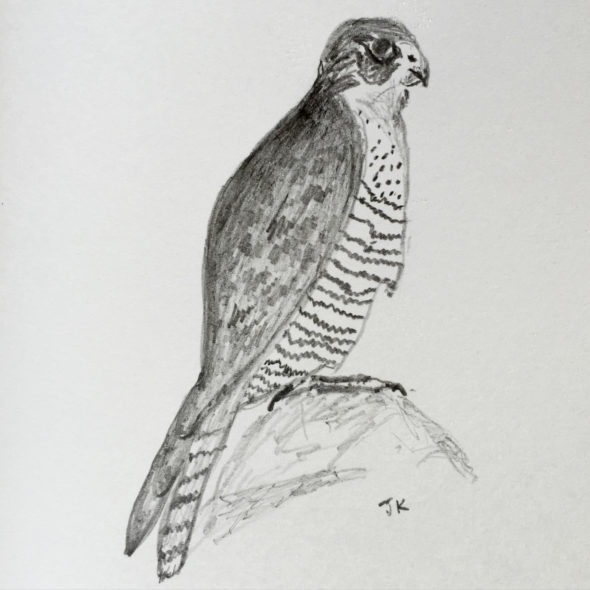 Peregrine Falcon in Pencil