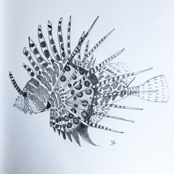 Spotfin Lionfish in pencil