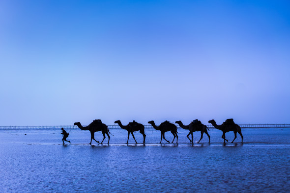 Camels