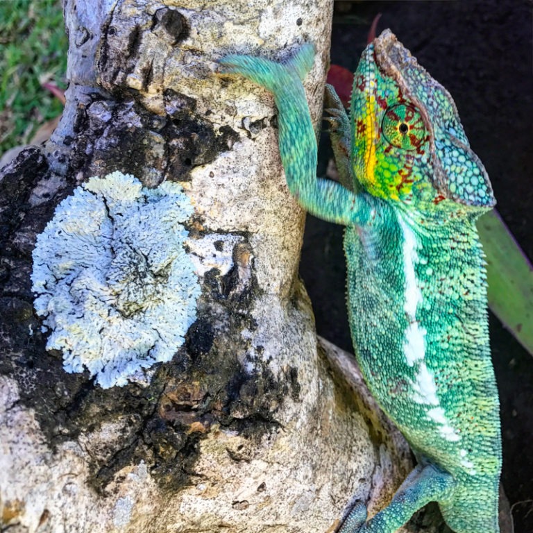 Madagascar iguana